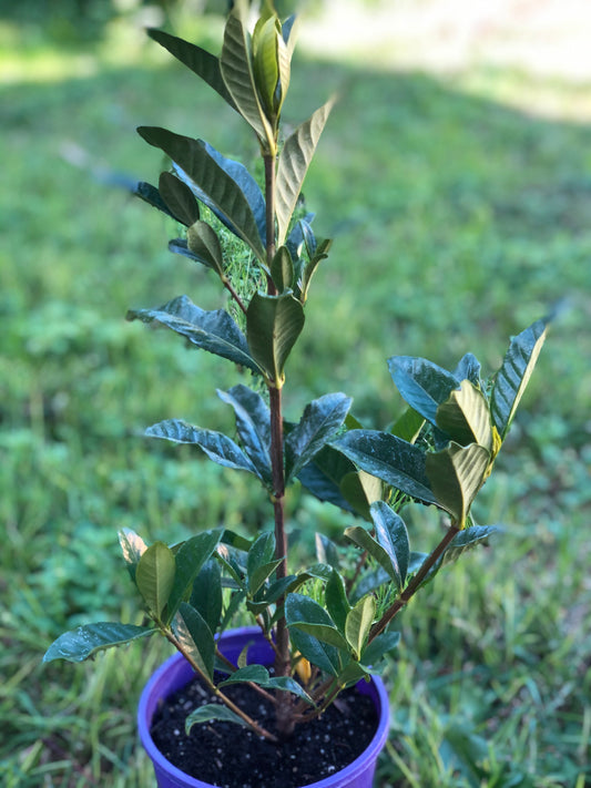 Gardenia Augusta Golden Magic