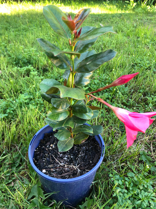 Dipladenia Red Riding Hood