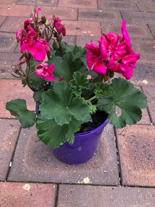 Geranium Pelargonium Royal Light Pink