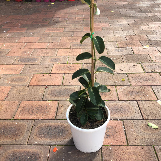 Stephanotis Floribanda