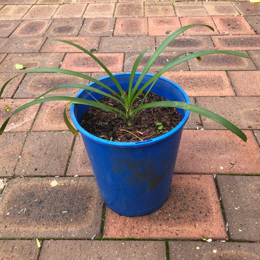 Agapanthus Black Magic