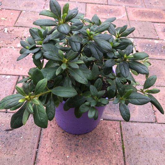 Azalea Lavender Lace