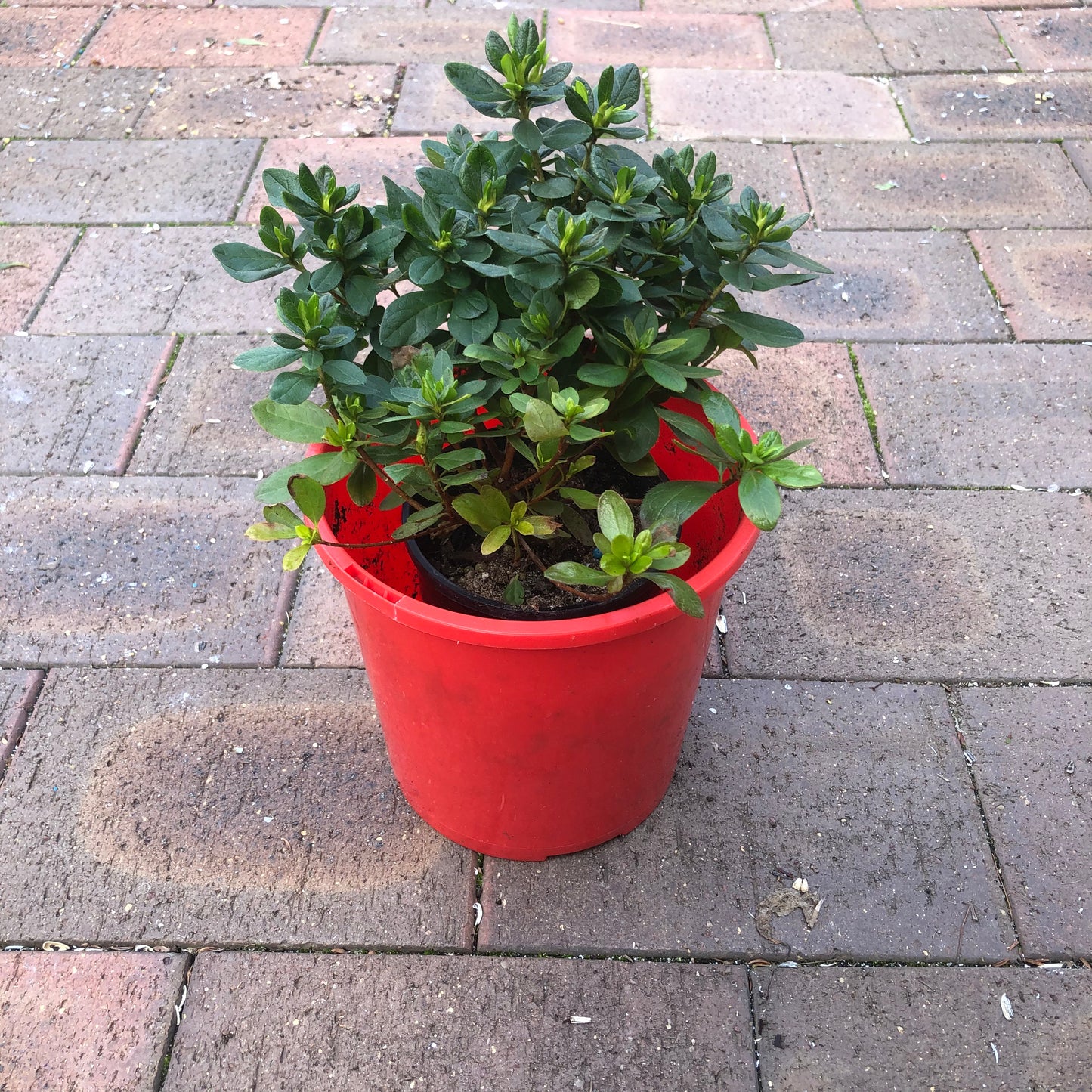 Azalea Fairy Bells