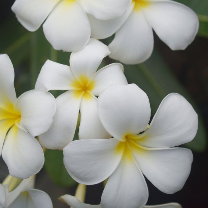 Frangipani Plumeria White
