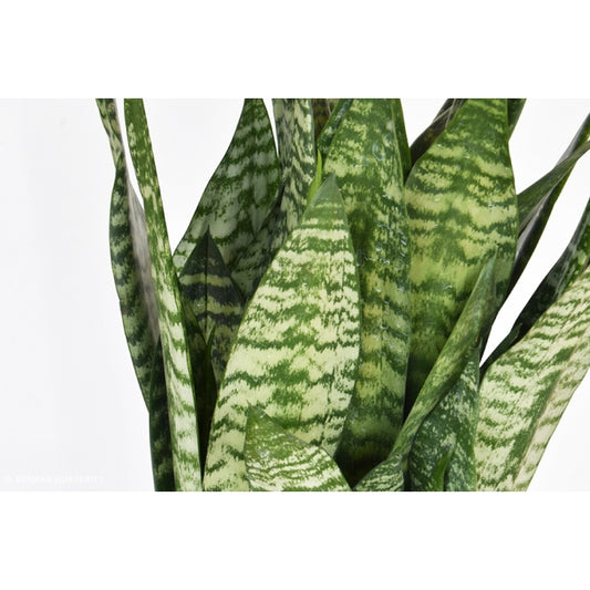 Sansevieria Robusta
