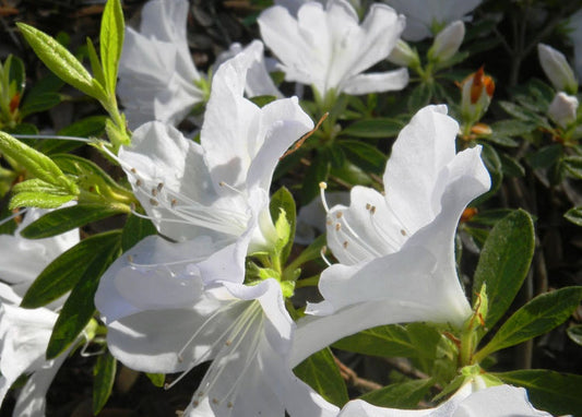 Azalea White Mrs Kint