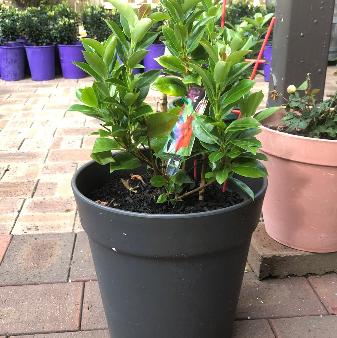 Diamantina Jade Red (Mandevilla Sanderi)