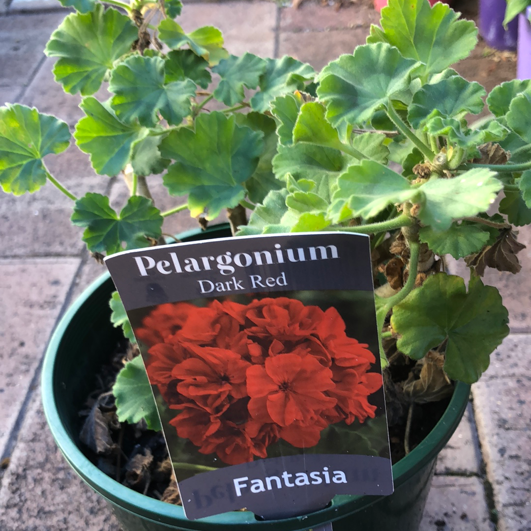 Geranium Pelargonium Dark Red
