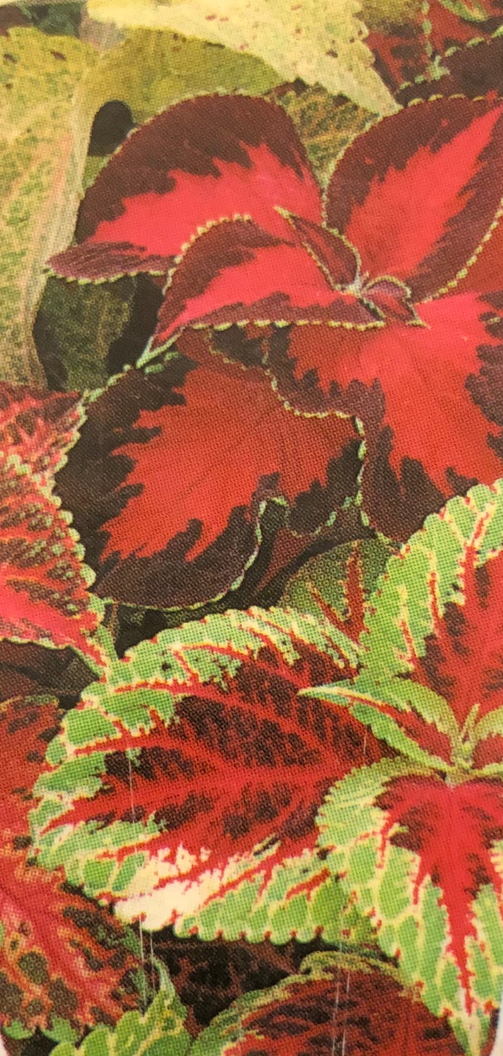 Coleus Painted Nettle