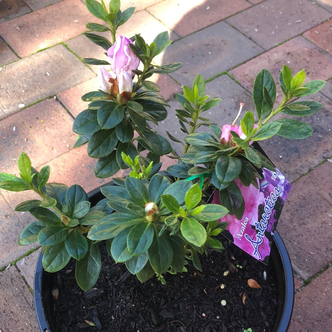 Azalea Antarctica