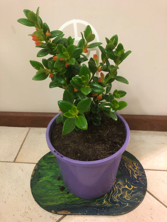 Nematanthus Glabra Goldfish Plant