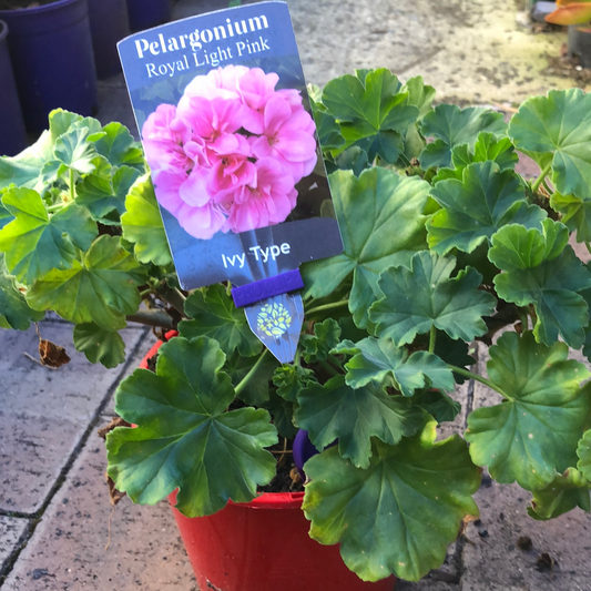 Geranium Pelargonium Royal Light Pink