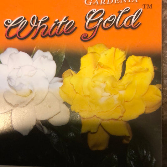 Gardenia White & Gold