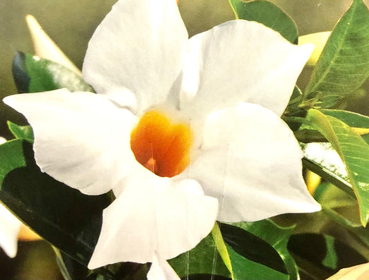 Diamantina Jade White (Mandevilla Sanderi)