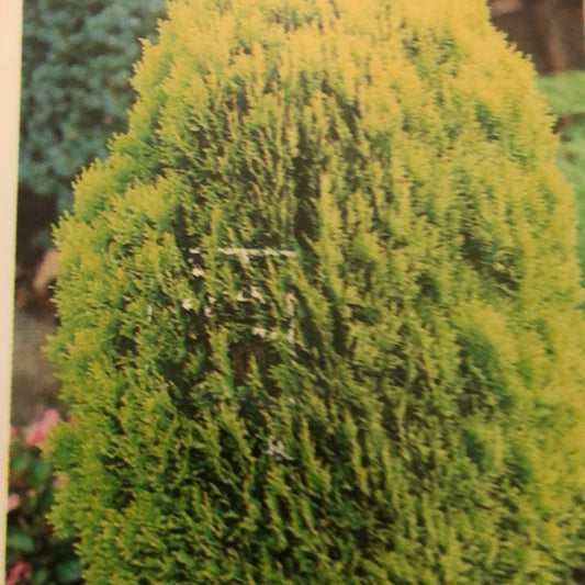 Thuja Orientalis Morgan