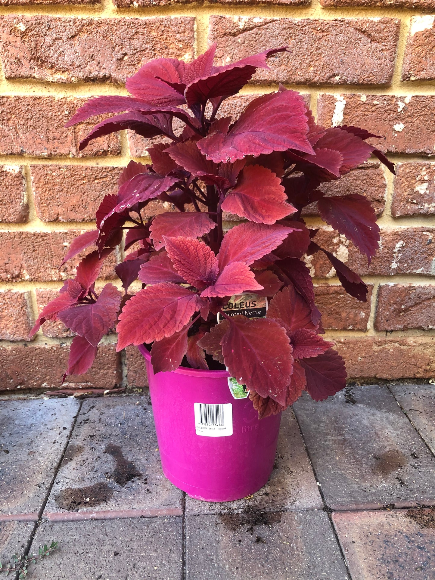 Coleus Painted Nettle