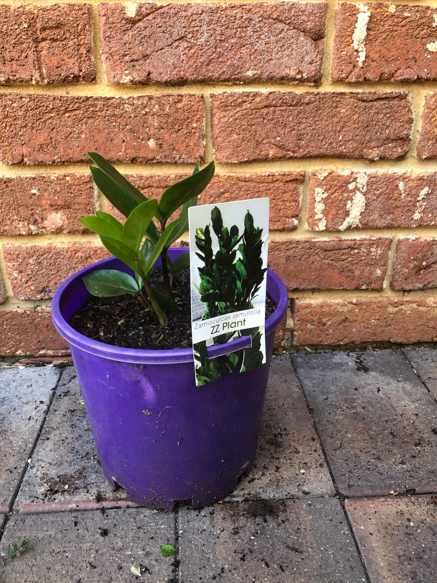 zz plant purple Zamioculcas Zamiifolia (ZZ PLANT) – Lydone Garden