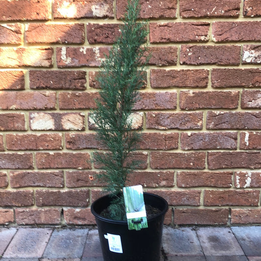 Cupressus Sempervirens Glauca
