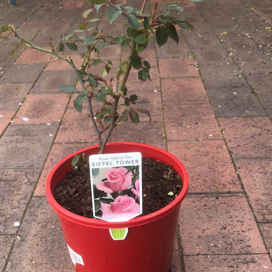 Rose Hybrid Tea Eiffel Tower