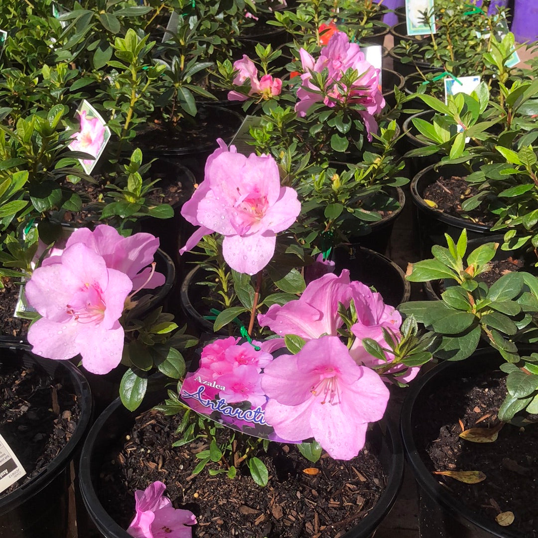 Azalea Antarctica