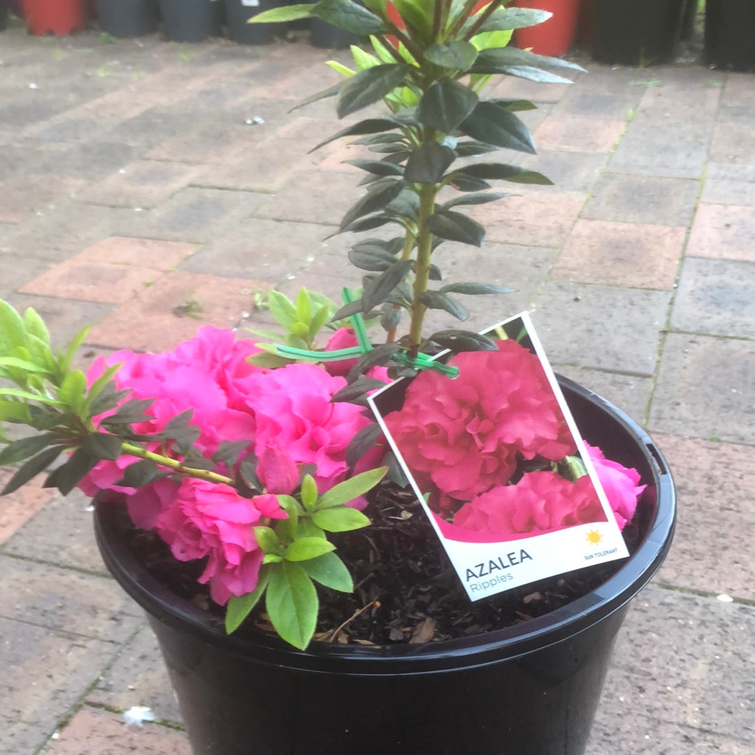 Azalea Raspberry Ripple Azalea Ripples – Lydone Garden