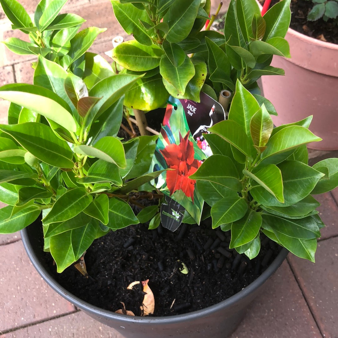 Diamantina Jade Red (Mandevilla Sanderi)