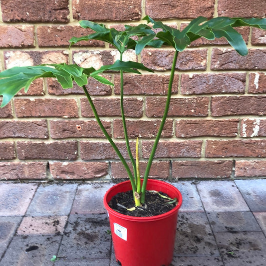 Philodendron Hello Kitty