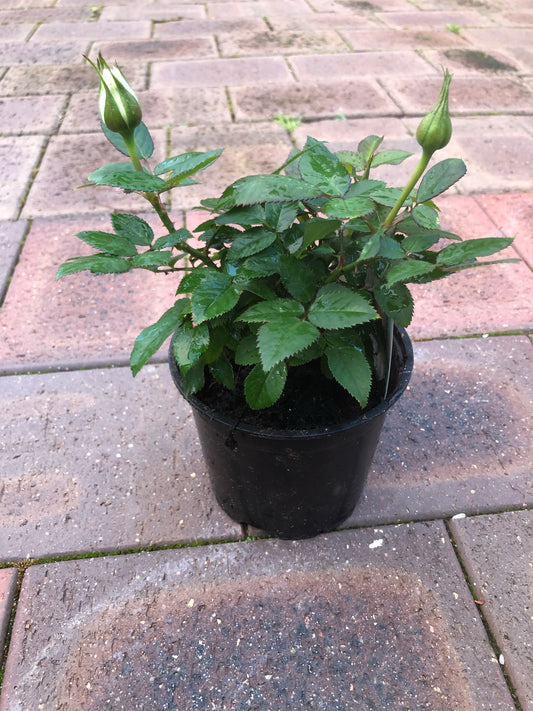 Rose Jewels (Miniature)