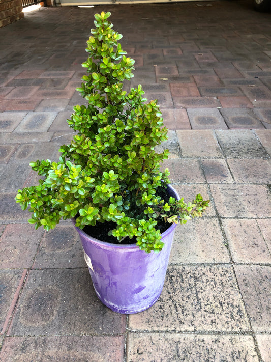 Myrsine Africana (African Box Hedge)