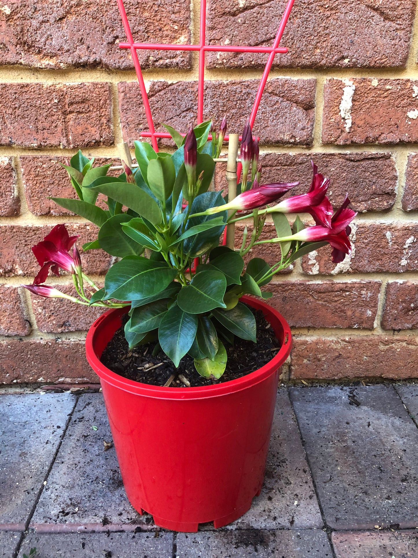 Diamantina Jade Red (Mandevilla Sanderi)