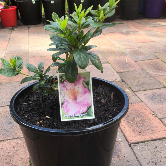 Azalea Evonne Goolagong
