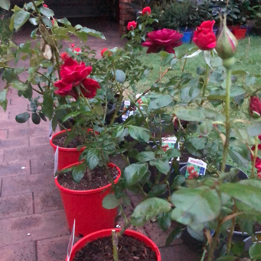 Rose Hybrid Tea Papa Meilland