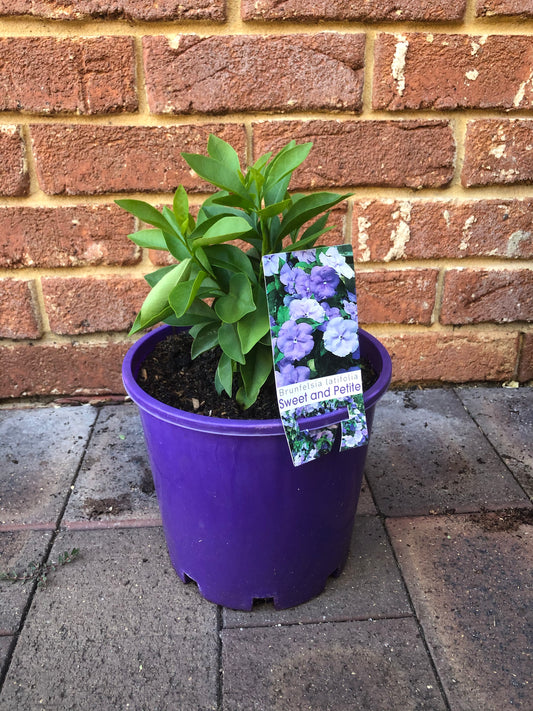 Brunfelsia Latifolia (Sweet and Petite)