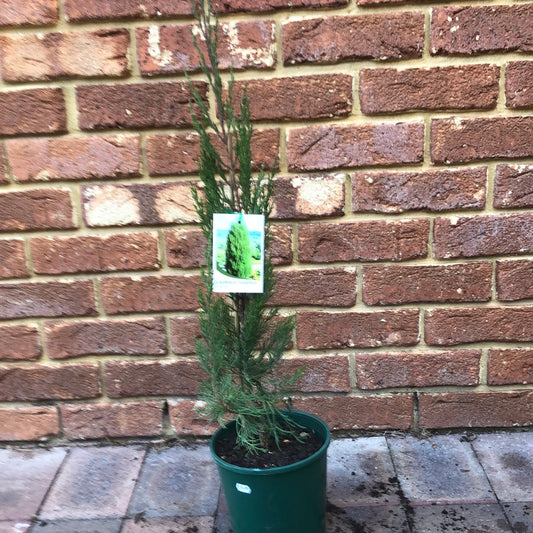 Juniperus Chinensis 'Spartan'
