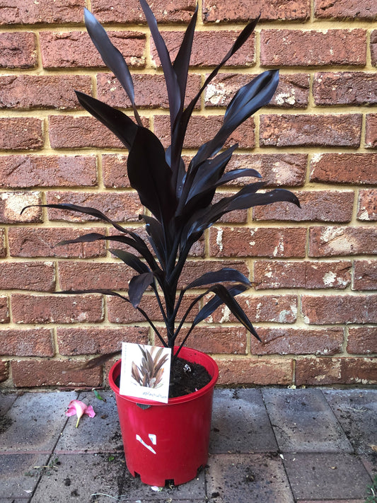 Cordyline Caruba Black