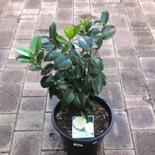 Camellia Lemon Drop