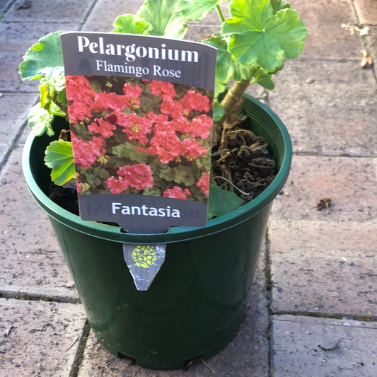 Geranium Pelargonium Falmingo Rose