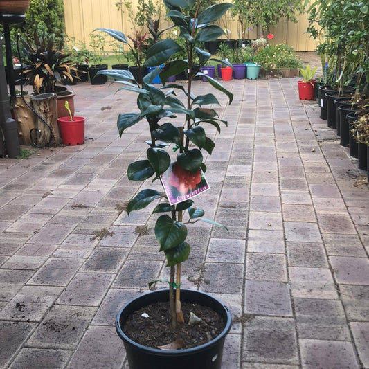 Camellia Odoratissima