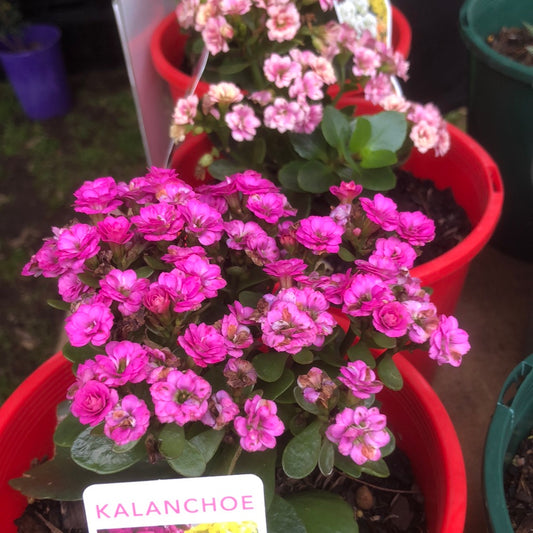 Kalanchoe