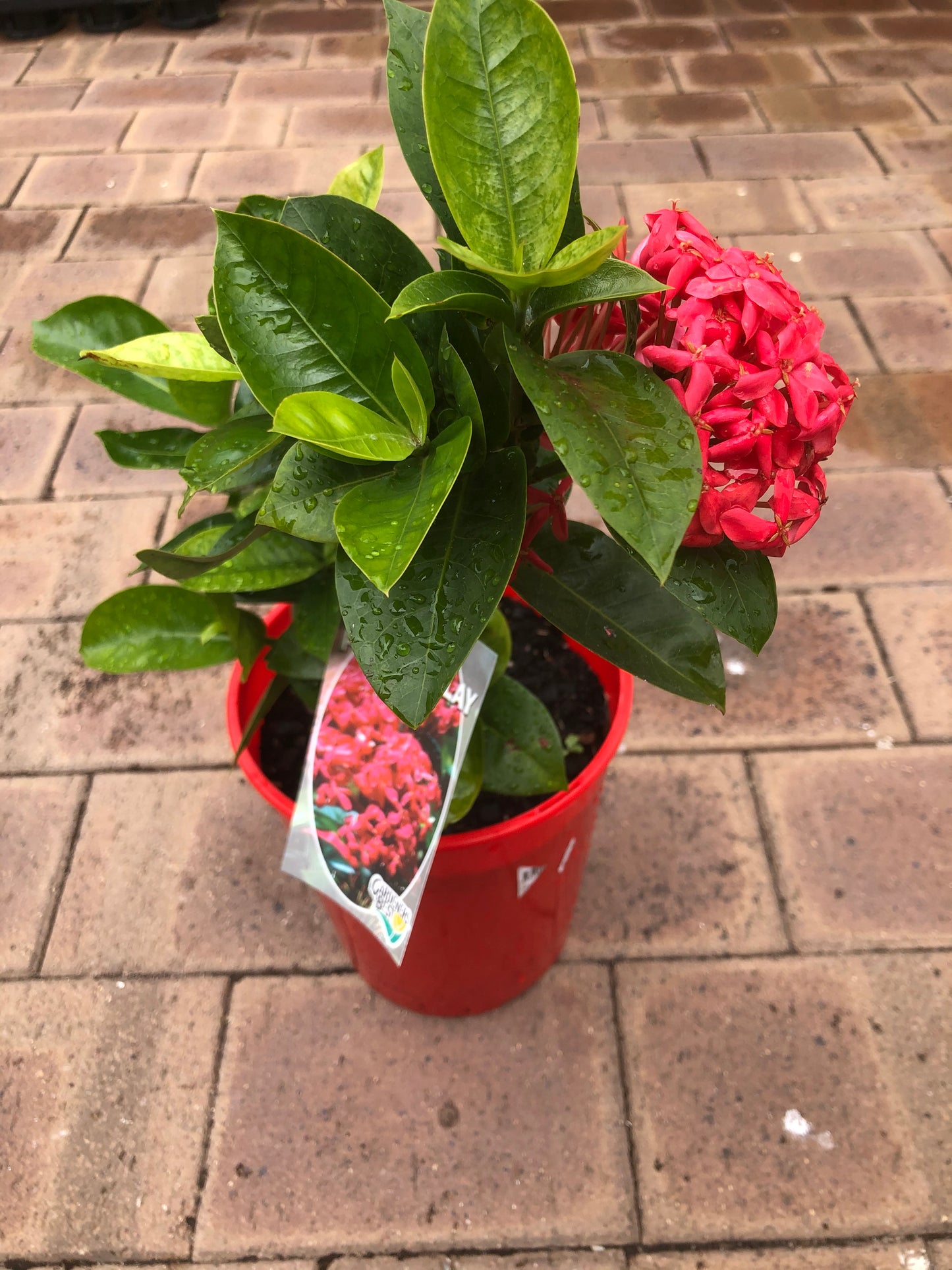 Pink Malay Ixora