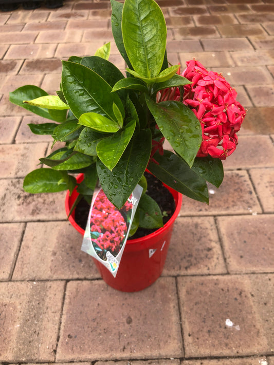 Pink Malay Ixora