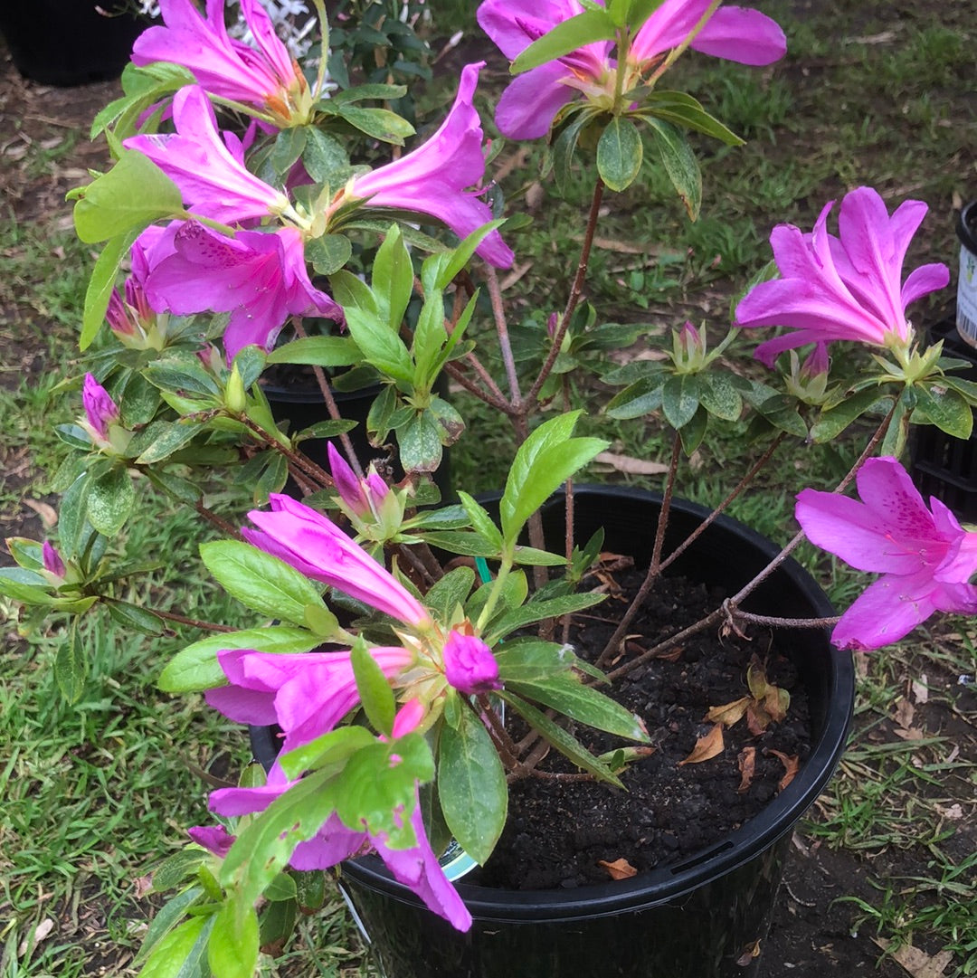 Azalea Easter Delight