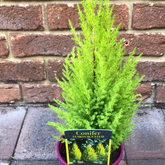 Cupressus Lemon Scent