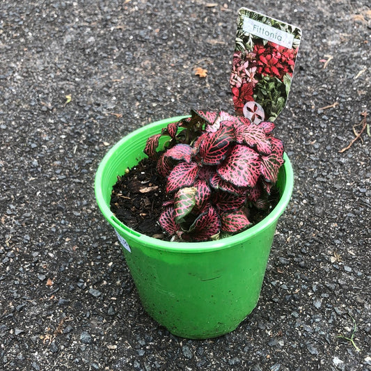 Nerve Plant (Fittonia)