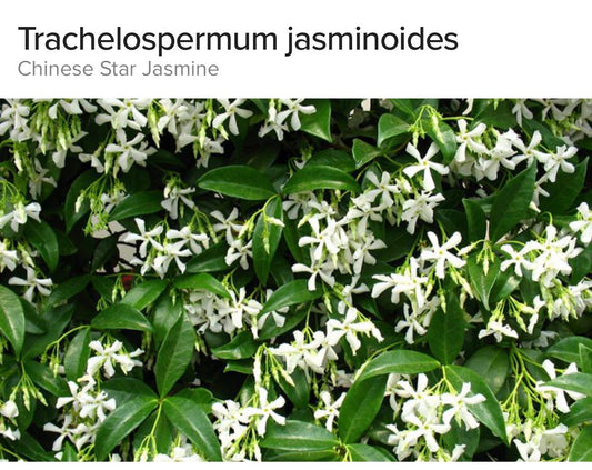 Trachelospermum Chinese Star Jasmine