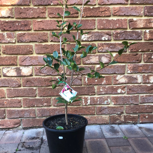 Camellia Edna Butler