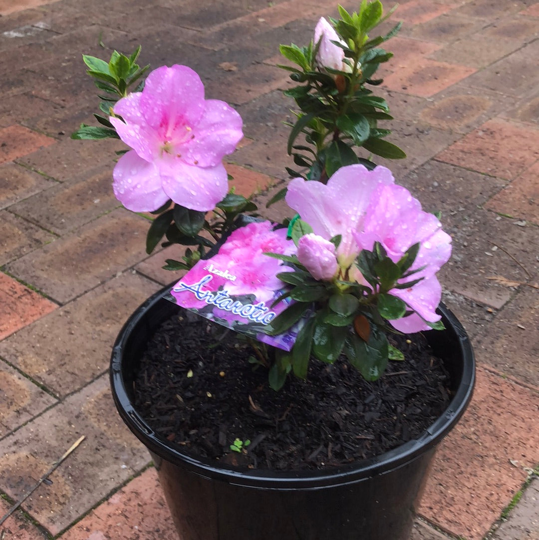 Azalea Antarctica