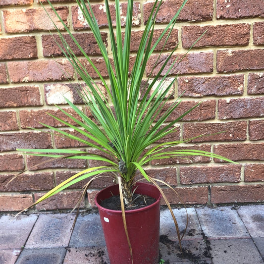 Dracaena