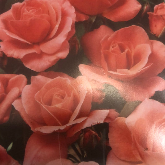 Rose Floribunda City of Leeds