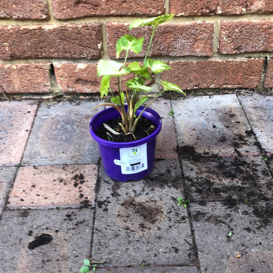 Syngonium White Butterfly